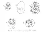 Glenodinium emarginatum par Georg Klebs 1912