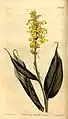 Globba sessiliflora.