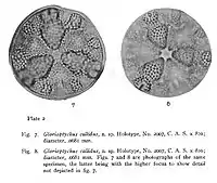 Glorioptychus callidus(d'après G.D. Hanna 1927)
