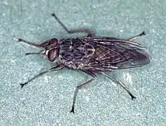 Glossina morsitans, un Glossinidae.