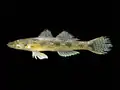 Gobie Glossogobius giuris