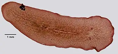 Gnesioceros sargassicola, un Gnesiocerotidae