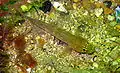 Gobius xanthocephalus