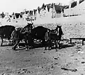 Ramassage du goémon par les maraîchers de La Girvière sur la plage des Sables d'Olonne