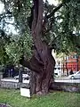 Le gingko de Goethe