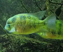 Cichlasoma bocourti