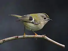 Regulus regulus