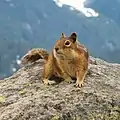 Spermophile à mante dorée des Cascades au parc national du mont Rainier.