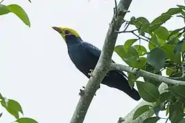 Ampeliceps coronatus