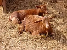 Golden Guernsey.