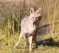 Canis aureus syriacus en Israël, Tel Aviv