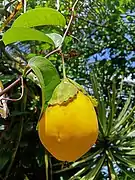 fruit mûr.