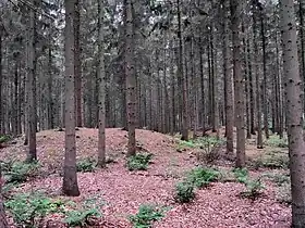 Goldenstedt