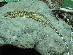 Tégu commun(Tupinambis teguixin)