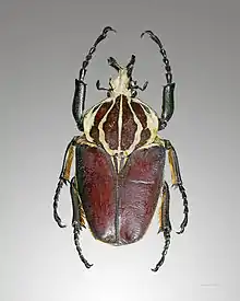 Goliathus goliatus ♂ face dorsale