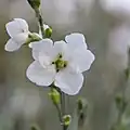 Fleurs