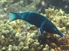 Gomphosus caeruleus (mâle)