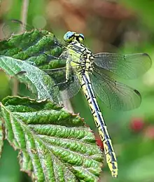 Photographie en couleurs d'un insecte volant.