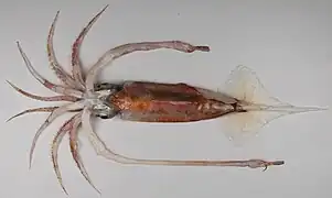 Gonatus antarcticus