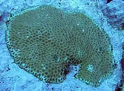 Goniastrea pectinata