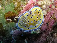 Vu du dessus