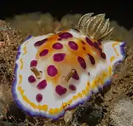 Goniobranchus tumuliferus