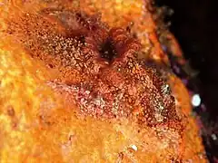 Goniodoris castanea