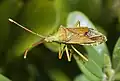 Gonocerus acuteangulatus