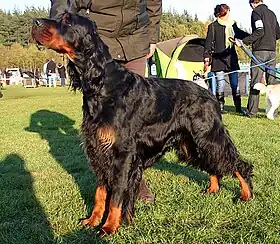 Setter Gordon
