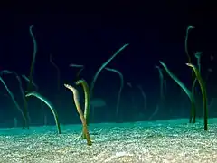 Gorgasia barnesi