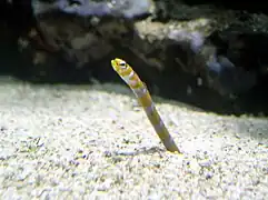 Gorgasia preclara (une «&nbsp;anguille jardinière&nbsp;»)
