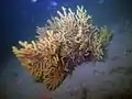 Gorgone bicolore