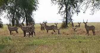 Cobe defassa (waterbuck)