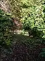 Le Gouhouron à sec et envahi par la renouée du Japon.