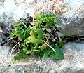 plante poussant dans une crevasse calcaire.