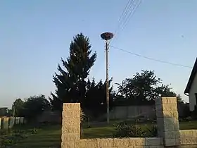 Grąsy