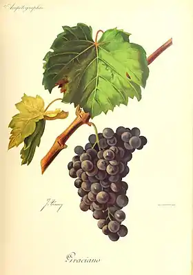Graciano (cépage)