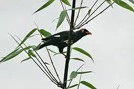 Gracula religiosa