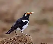 Gracupica contra