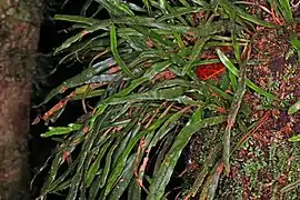 Grammitis diminuta