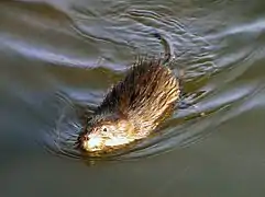 Le rat musqué.