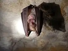 Grand Rhinolophe