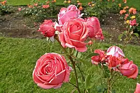 Image illustrative de l’article Montezuma (rose)