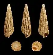 Granulolabium plicatum var. papillatum.
