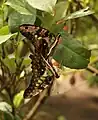 Accouplement