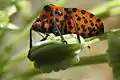 Face ventrale d'un Graphosoma italicum.