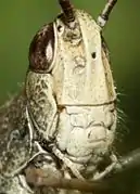 Broyeur