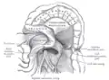 Vue inférieure du mésocôlon transverse.