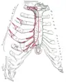 Face antérieure du sternum et des cartilages costaux.