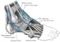 Les gaines synoviales des tendons au niveau de la cheville. Vue de l'extérieur (latérale).